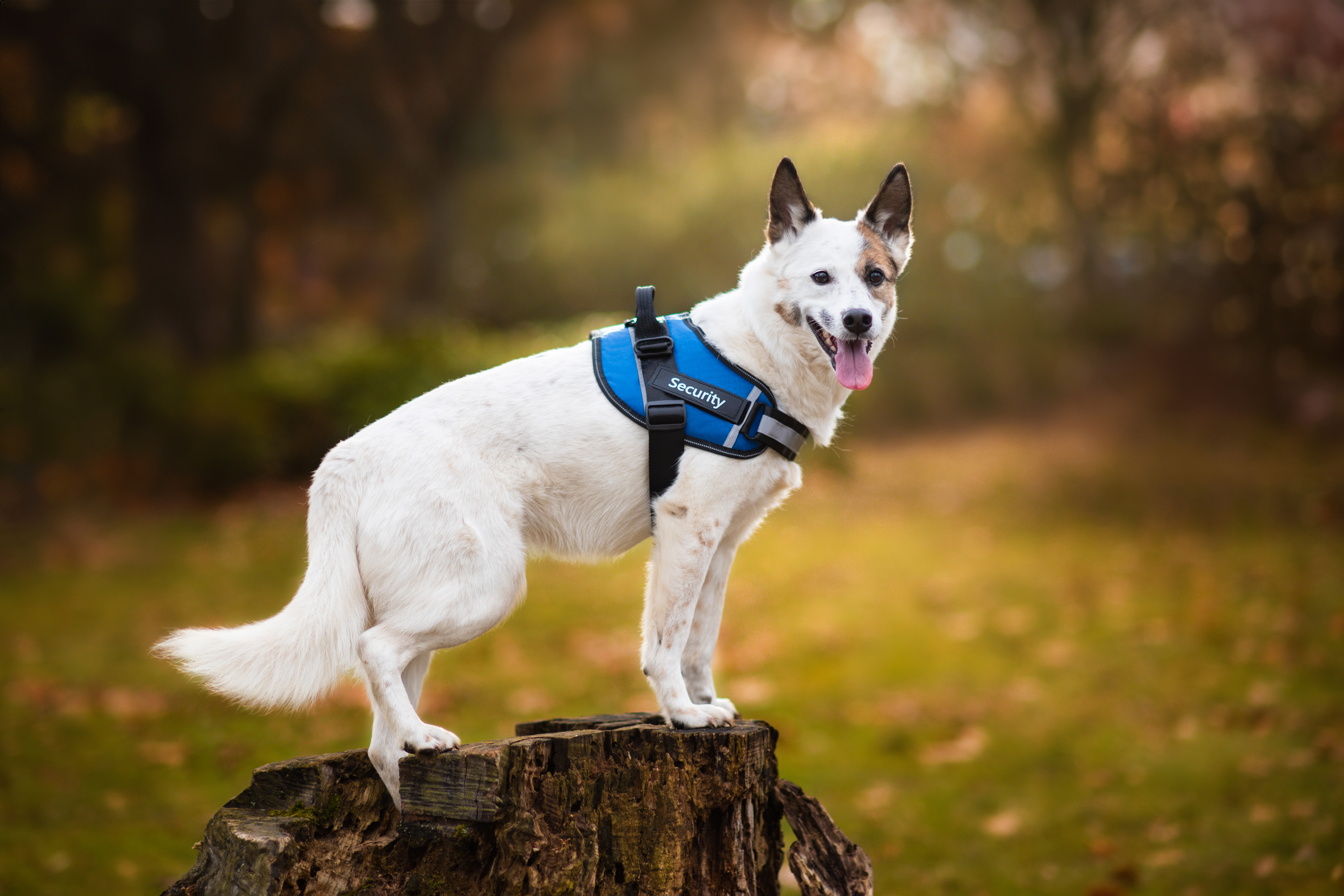 Nejlepší postroje pro psy jak vybrat správný postroj pro vašeho mazlíčka-2